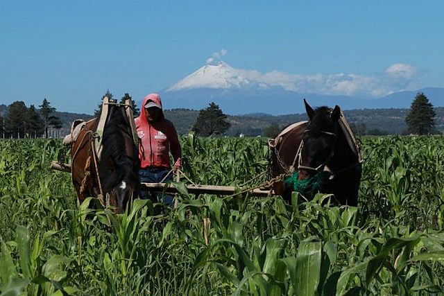 La autosuficiencia alimentaria en México