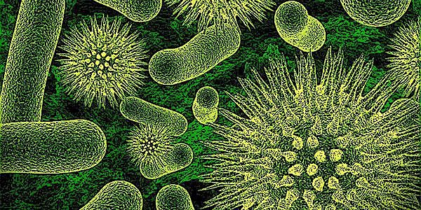 Hebert coperland creo el cuarto reino