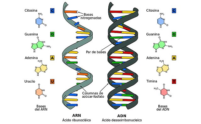 Alexander Rich, Carle Woese, Leslie Orgel, Francis Cick propusieron la existencia de un primer mundo basado en ARN