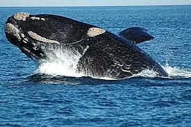 Santuario ballenero del océano Índico