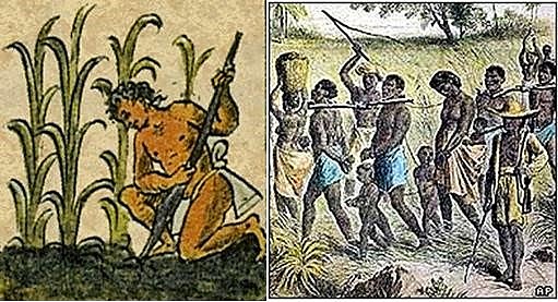 ANTIGÜEDAD AGRÍCOLA.