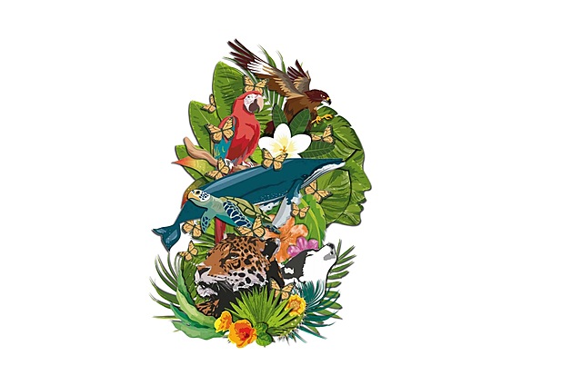 Publicación Informe: Estrategia Mundial para la Conservación de la Naturaleza y de los Recursos Naturales, la Unión Internacional para la Conservación de la Naturaleza