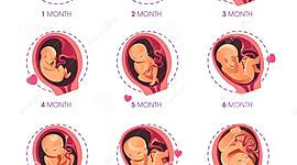 Timeline: Desarrollo prenatal