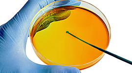 Timeline: Historia de la fitopatología