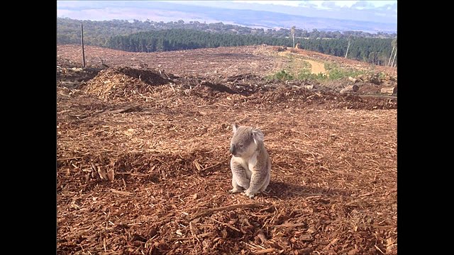 problemas de la deforestacion