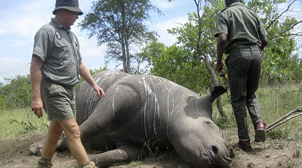 Tráfico de animales y plantas: el negocio de la extinción