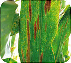Tizón foliar sureño en Maíz