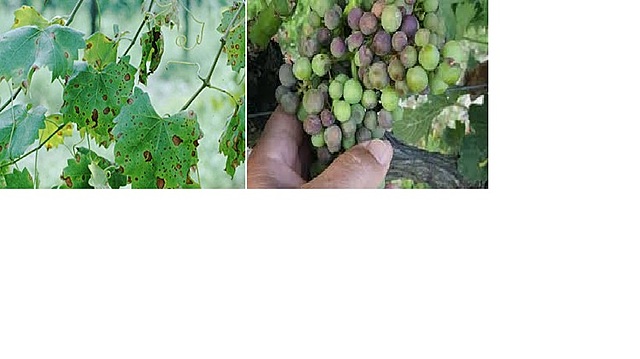 Mildiu de los viñedos
