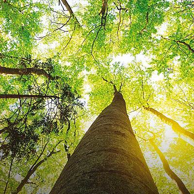 Timeline: Problematica ambiental global