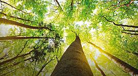 Timeline: Problematica ambiental global