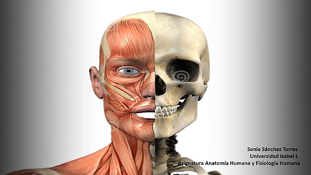 Anatomía y fisiología.