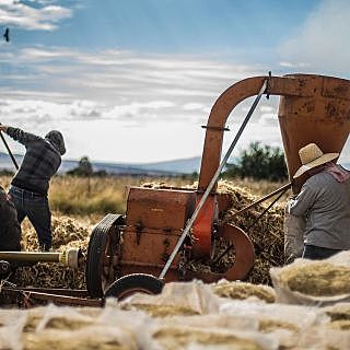 Creación de la agro-industria: 1950