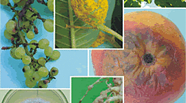 Timeline: HISTORIA DE LA FITOPATOLOGIA