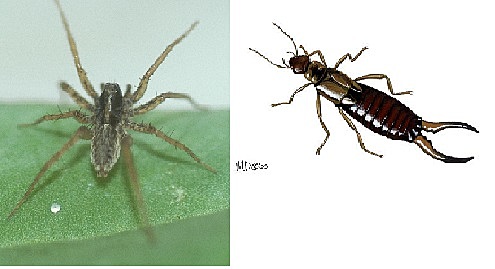 Control sobre pupas de Mosca del Mediterráneo