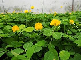 Incorporación de residuos orgánicos