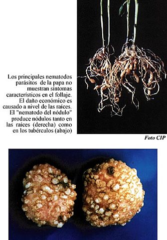 Nematodos Parásitos