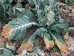 Protozoos, Bacterias y Virus