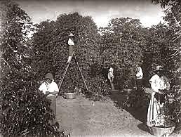 Evolución Constitucional - Administración del General Francisco Menendez