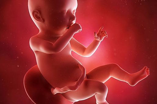 Periodo fetal (Séptimo mes)