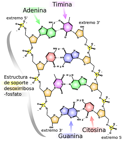 Bioquímica y biología molecular 1995