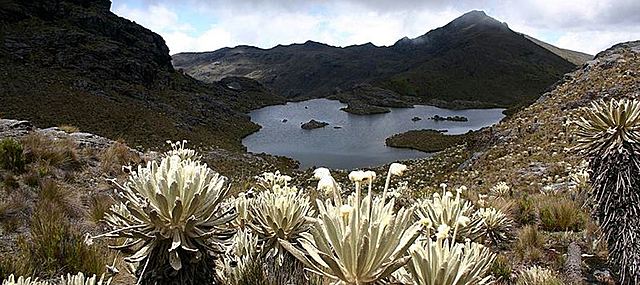 Un grupo de ciudadanos colombianos salvan un páramo