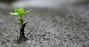 Tierra. Elemento limitado