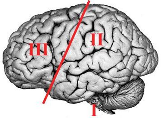 Alexander Románovich Luria. Cerebro- conducta.