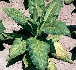 Edad Contemporánea.