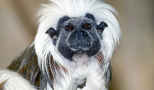 animales en vía de extinción Tití cabeciblanco (Saguinus oedipus)
