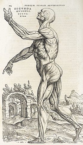 Humani corporis fabrica libri septem