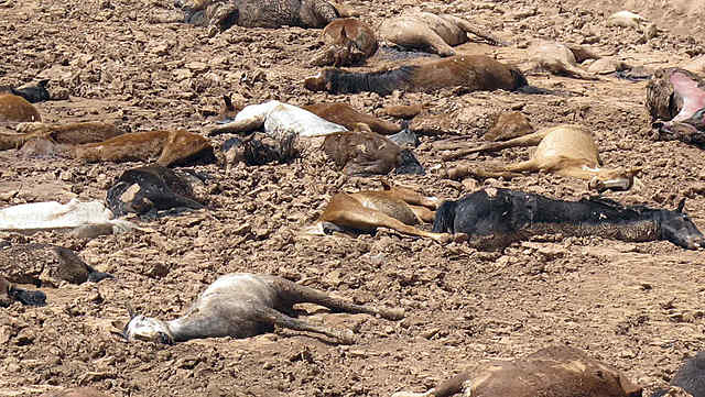 Extinción de hábitats y de especies