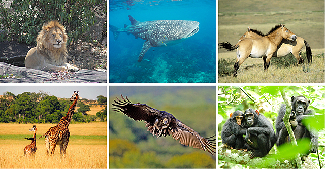 Convención para la Preservación de los animales silvestres, pájaros y peces africanos