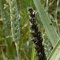 carbón cubierto del trigo