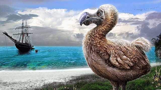 Extinción  del dodo