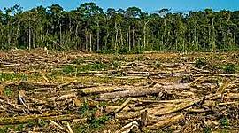 Timeline: Problemática ambiental de la producción y el consumo de recursos naturales a nivel global