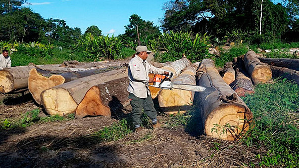 El mundo perdió 15,8 millones de hectáreas de bosque tropical