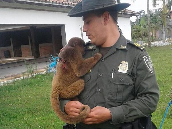 Rescates de animales en vía de extinción