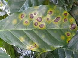 brote de roya en inglaterra