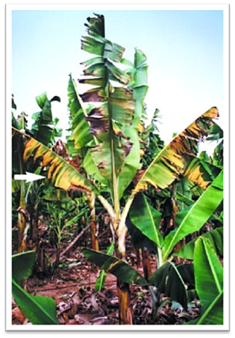 Enfermedad de Panamá