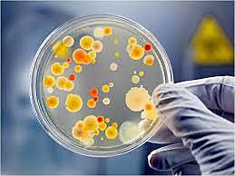 cultivo de micrroorganismos