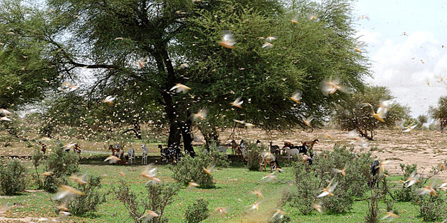 Brote_ La langosta del desierto