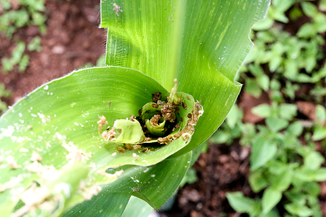 Brote_ El Gusano Cogollero