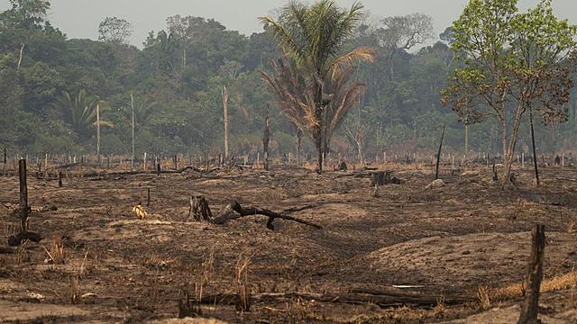 Incendios en la Amazonia