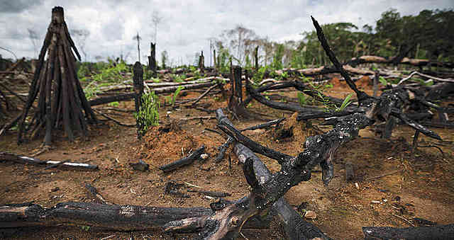 Deforestacion