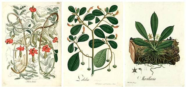 Expediciones botánicas y científicas al nuevo mundo.