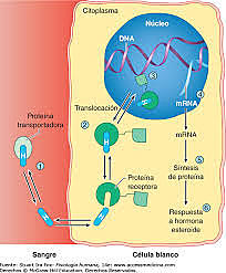 Acción química de las hormonas