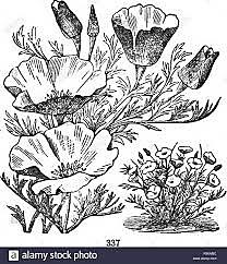 La nueva sistemática botánica