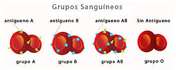 Los grupos sanguíneos