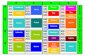 Descifrando el código genético