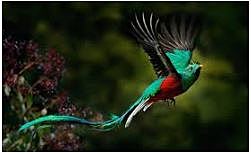 Perservacion de los animales silvestres del áfrica